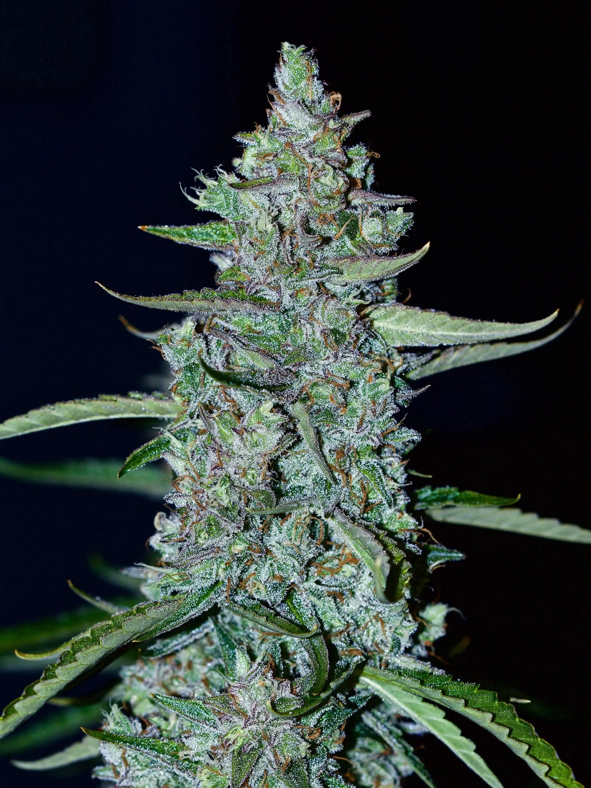Autoflower Cannabissamen mit kompakter Struktur, stabiler Performance und schneller Blütezeit für vielseitigen Anbau.