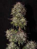 Autoflower Cannabissamen mit fruchtig-süßem Terpenprofil, robuster Genetik und kompaktem Wachstum.