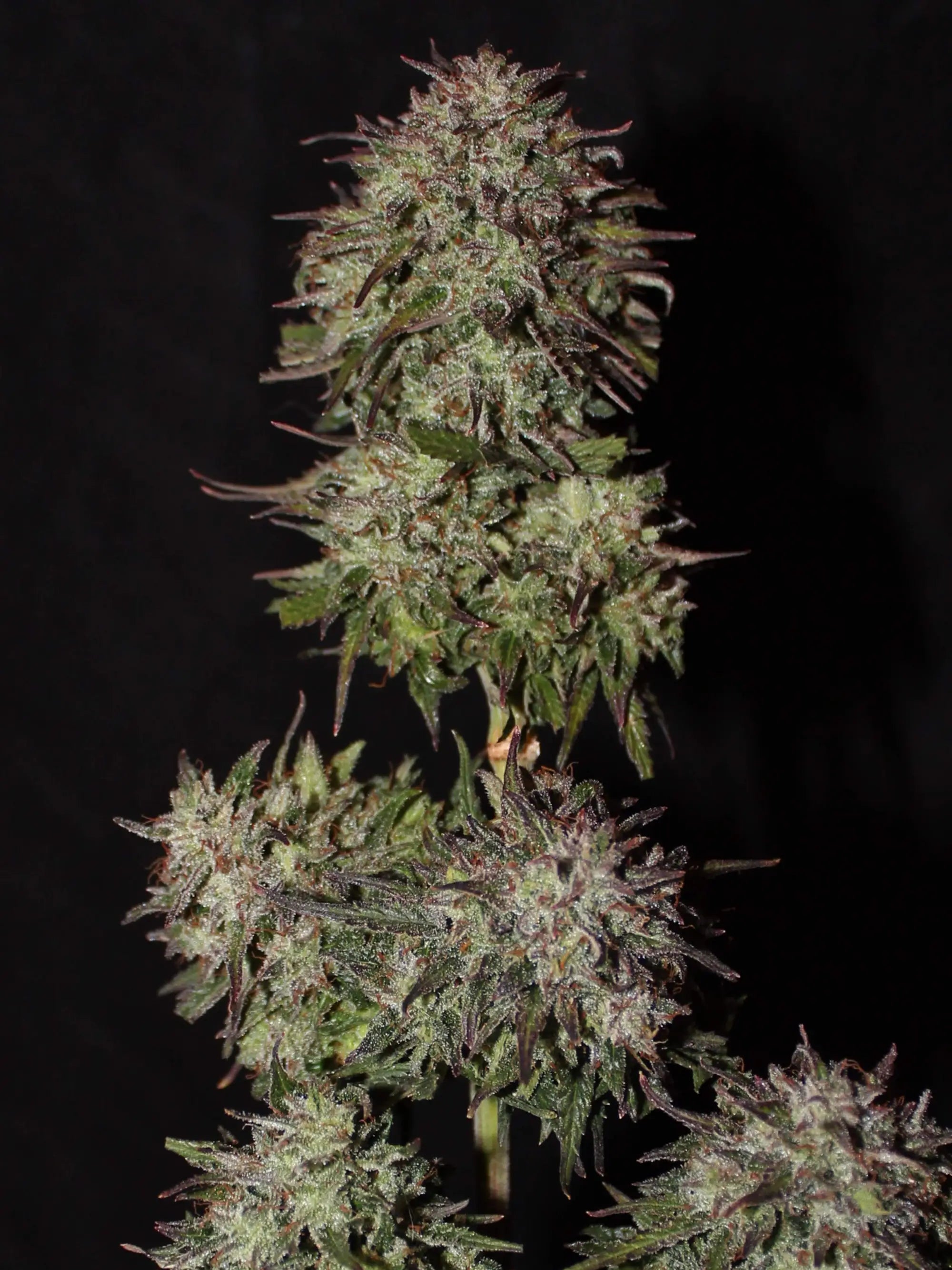 Autoflower Cannabissamen mit fruchtig-süßem Terpenprofil, robuster Genetik und kompaktem Wachstum.