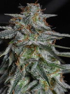 Lemon AK Auto Autoflower mit intensivem Zitronenaroma, klassischem AK-Charakter und klarer, aktivierender Wirkung.