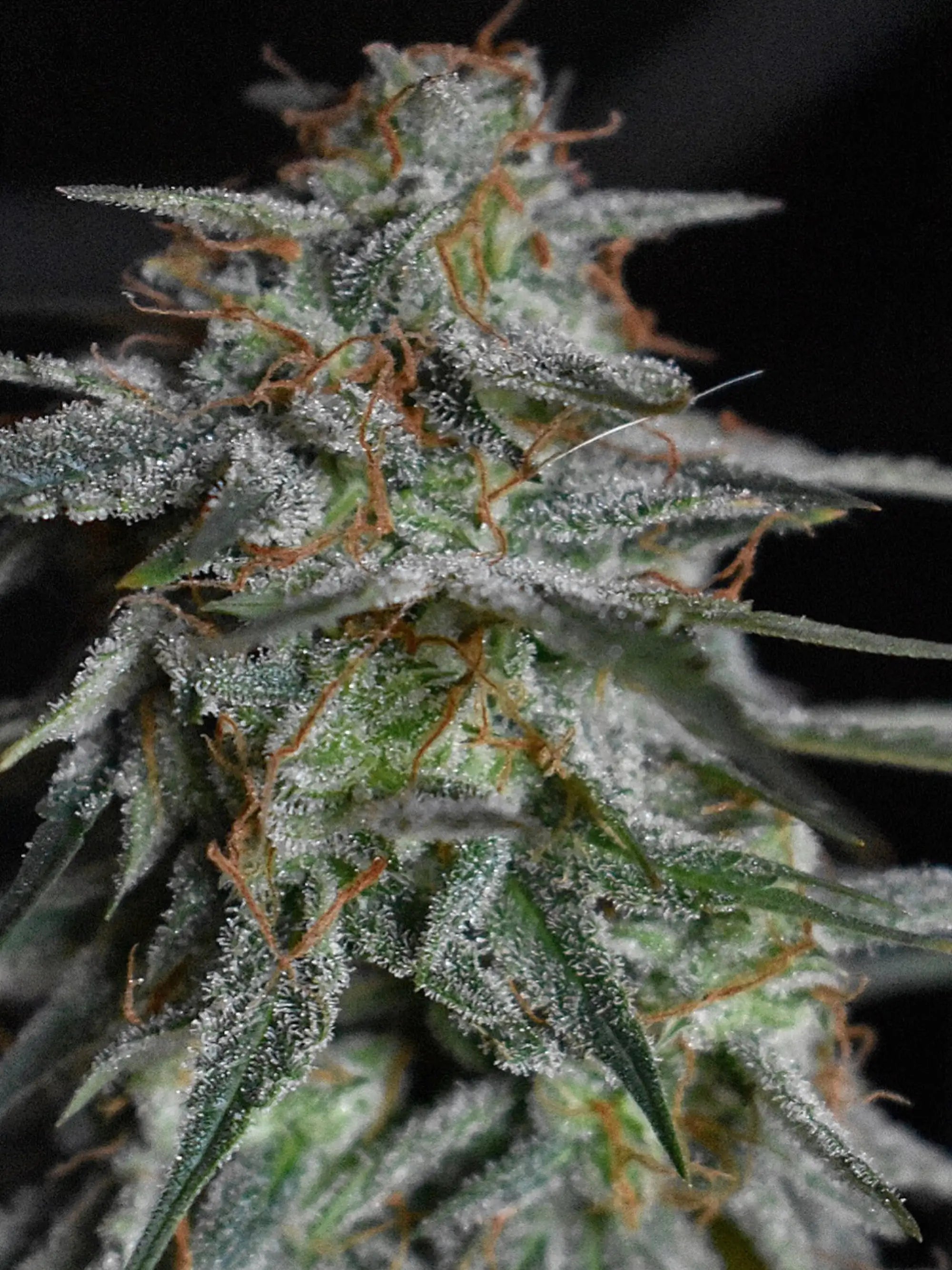 Lemon AK Auto Autoflower mit intensivem Zitronenaroma, klassischem AK-Charakter und klarer, aktivierender Wirkung.