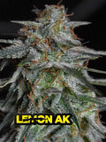Lemon AK Auto Cannabissamen mit ca. 23–25 % THC, frischem Zitrusprofil und ausgewogener Hybridwirkung.