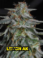 Lemon AK Auto Cannabissamen mit ca. 23–25 % THC, frischem Zitrusprofil und ausgewogener Hybridwirkung.