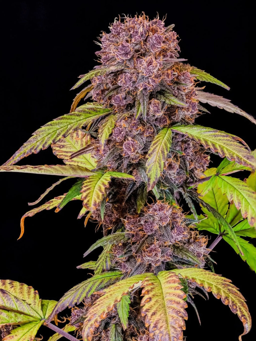 Autoflower Cannabissamen mit kompakter Struktur, hoher Harzproduktion und schneller Blütezeit für starke Ergebnisse.