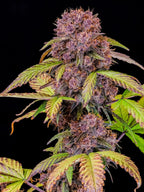 Autoflower Cannabissamen mit kompakter Struktur, hoher Harzproduktion und schneller Blütezeit für starke Ergebnisse.
