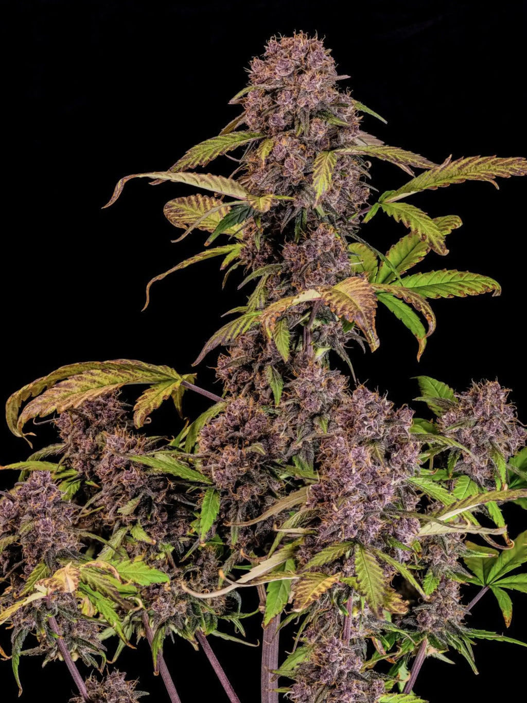 Autoflower Cannabissamen mit modernen Terpenen, dichter Bud-Struktur und starker Indica-dominanter Genetik.