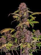 Autoflower Cannabissamen mit modernen Terpenen, dichter Bud-Struktur und starker Indica-dominanter Genetik.