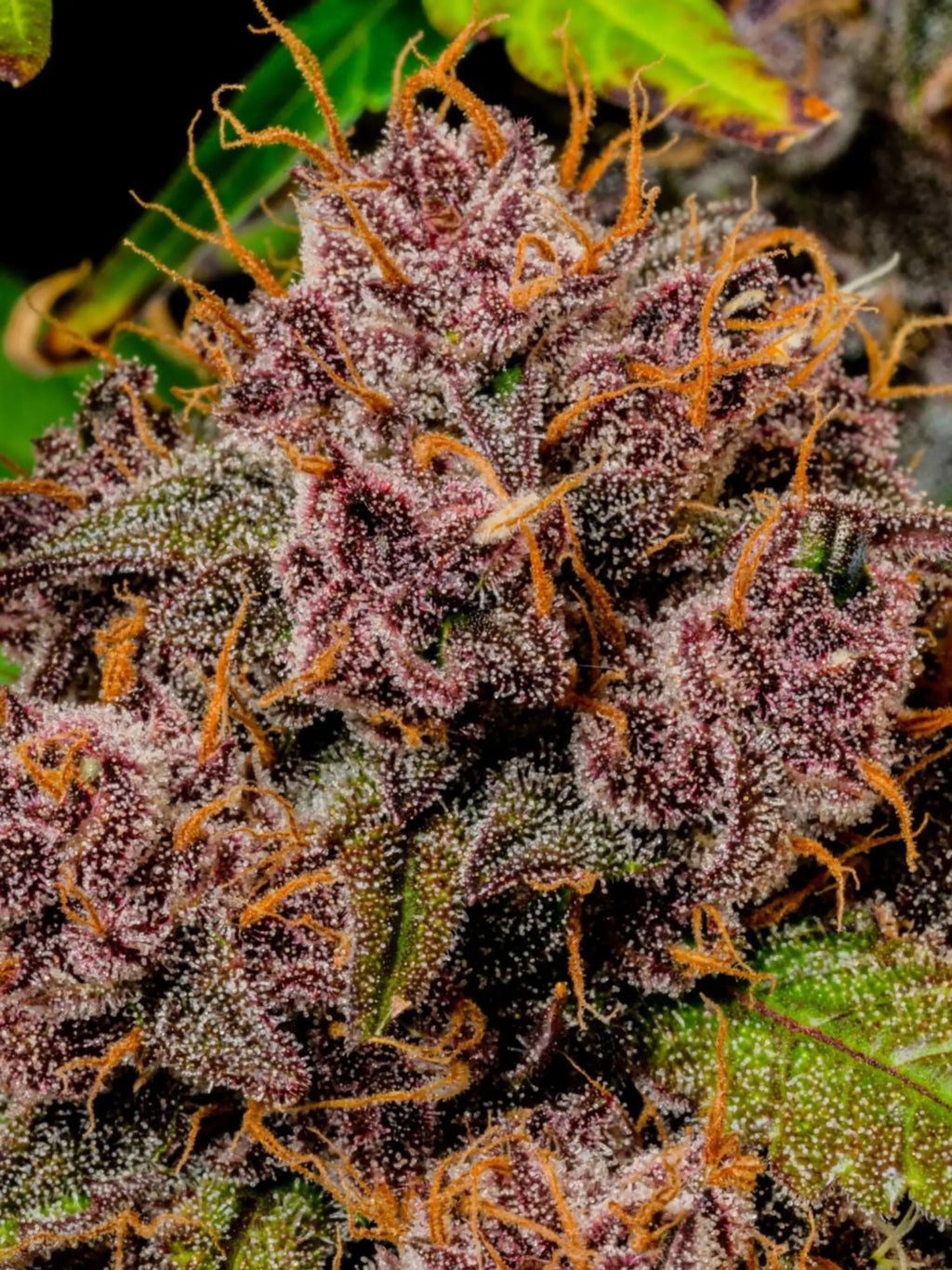 Lemon Cherry Cookies Auto Autoflower mit intensivem Kirsch-Zitronen-Aroma und ausgewogener, kräftiger Wirkung.