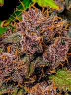 Lemon Cherry Cookies Auto Autoflower mit intensivem Kirsch-Zitronen-Aroma und ausgewogener, kräftiger Wirkung.