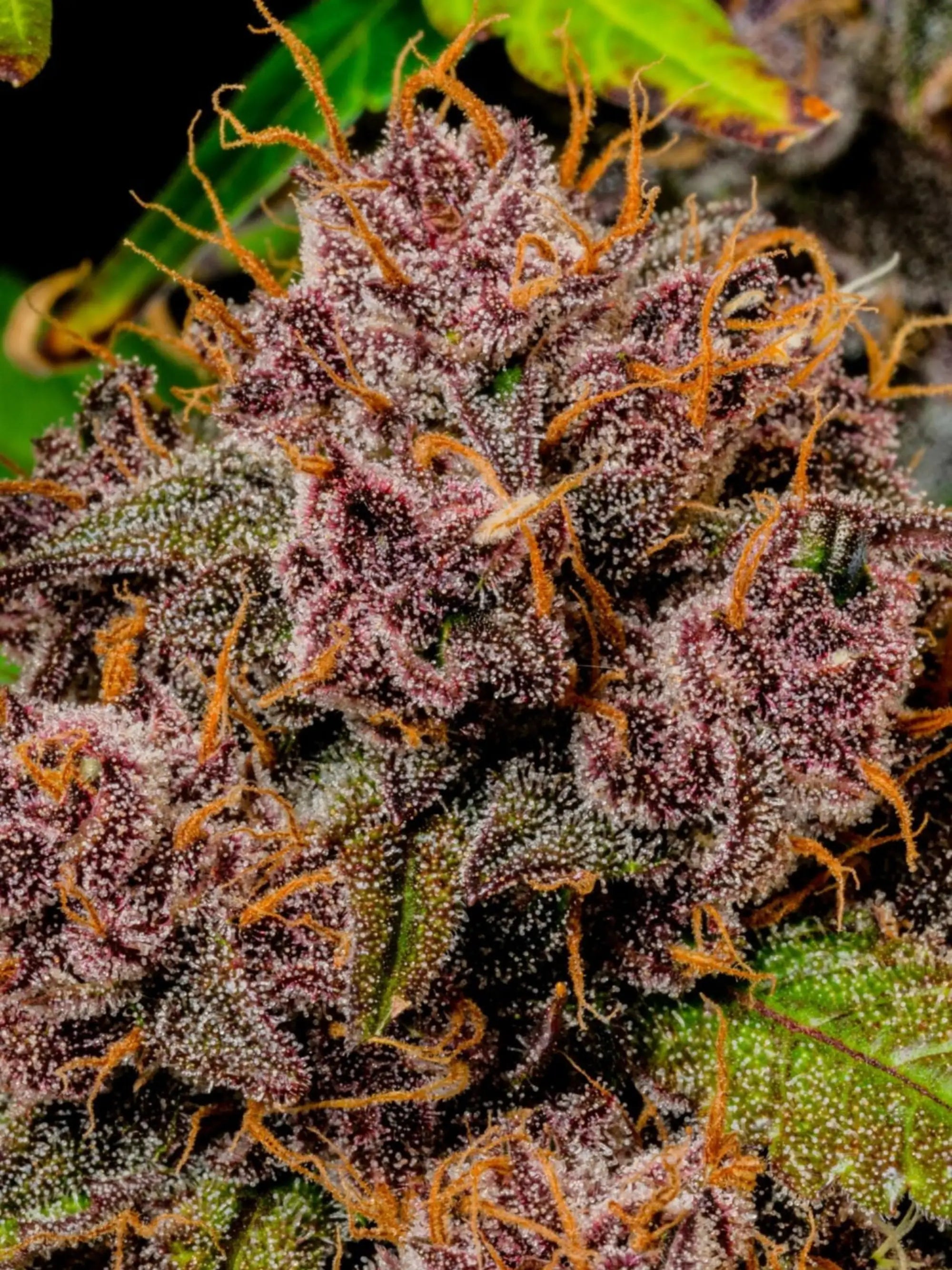 Lemon Cherry Cookies Auto Autoflower mit intensivem Kirsch-Zitronen-Aroma und ausgewogener, kräftiger Wirkung.