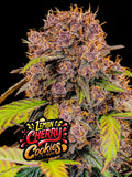 Lemon Cherry Cookies Auto Cannabissamen mit bis zu 28,5 % THC und süß-fruchtigem Dessert-Aroma.