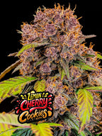 Lemon Cherry Cookies Auto Cannabissamen mit bis zu 28,5 % THC und süß-fruchtigem Dessert-Aroma.