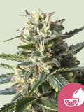 Lemon Shining Silver Haze Cannabissamen von Royal Queen Seeds – sativa-dominante Genetik mit Zitronenaroma und hohem Ertrag