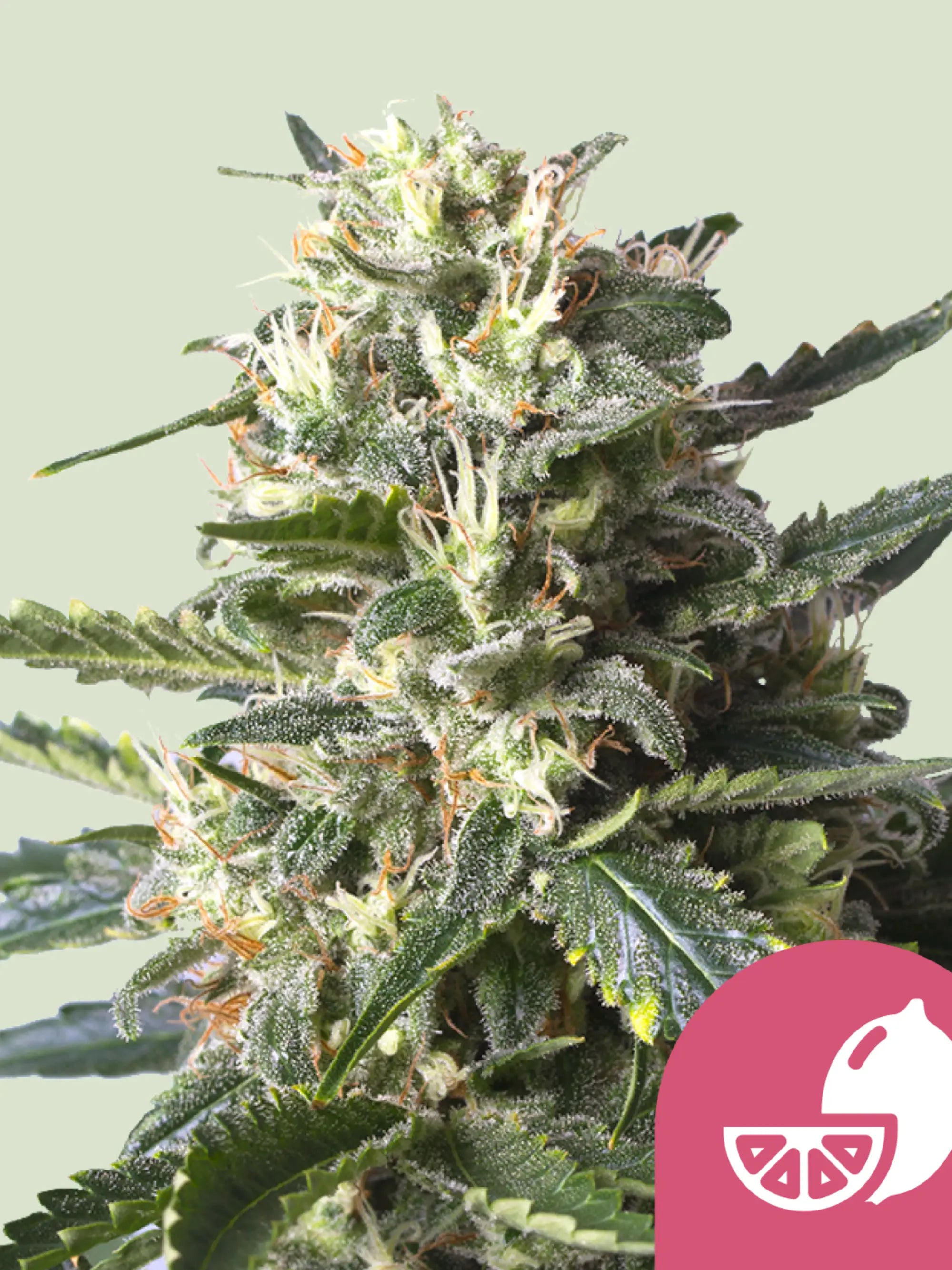 Lemon Shining Silver Haze Cannabissamen von Royal Queen Seeds – sativa-dominante Genetik mit Zitronenaroma und hohem Ertrag