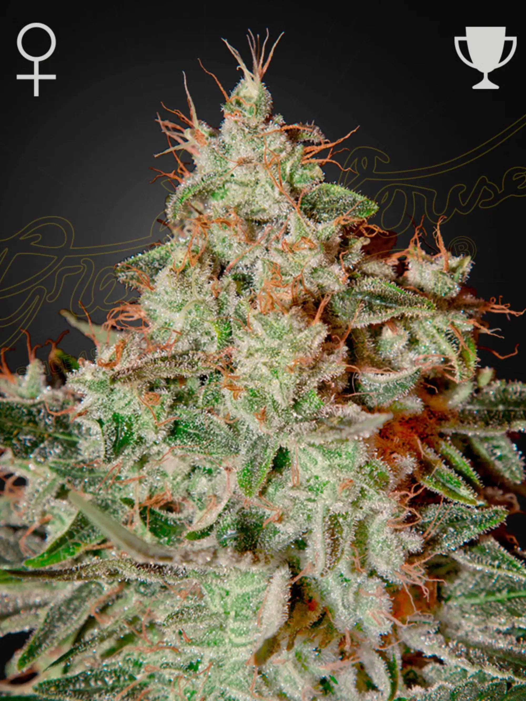 Lemon Skunk Cannabissamen von Green House Seed Co., feminisierte Sorte mit intensiven Zitrusaromen, für Sammlung & Souvenirzwecke