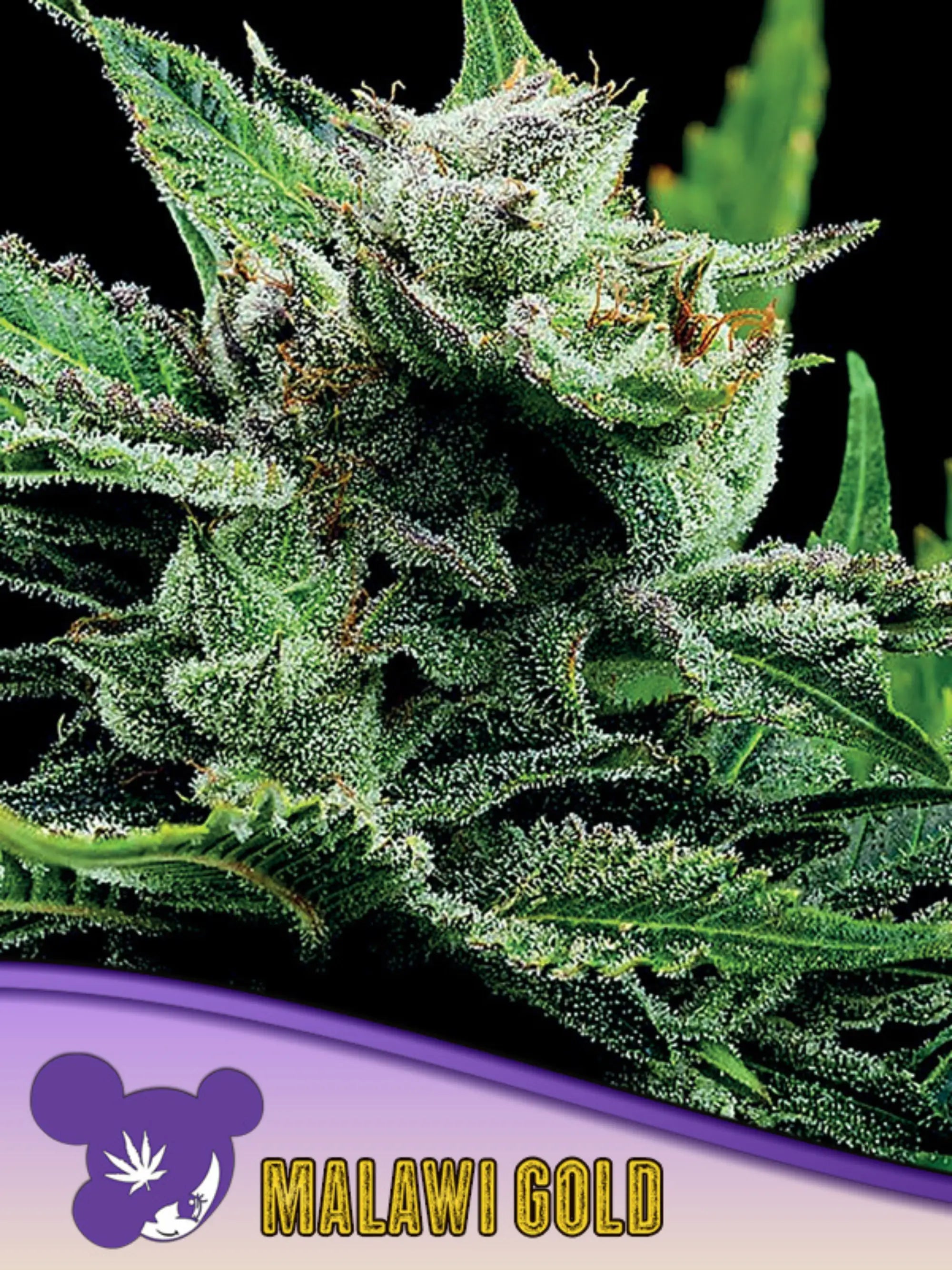 Malawi Gold (Landrasse) – legendäre afrikanische Sativa-Genetik mit kräftigem Wachstum und frischen, zitronig-floralen Aromen.