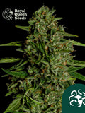 Medusa F1 von Royal Queen Seeds – ausgewogener Autoflower F1 Hybrid mit 20 % THC, fruchtig-würzigem Aroma und stabiler, mittelhoher Struktur ideal für fast growing.