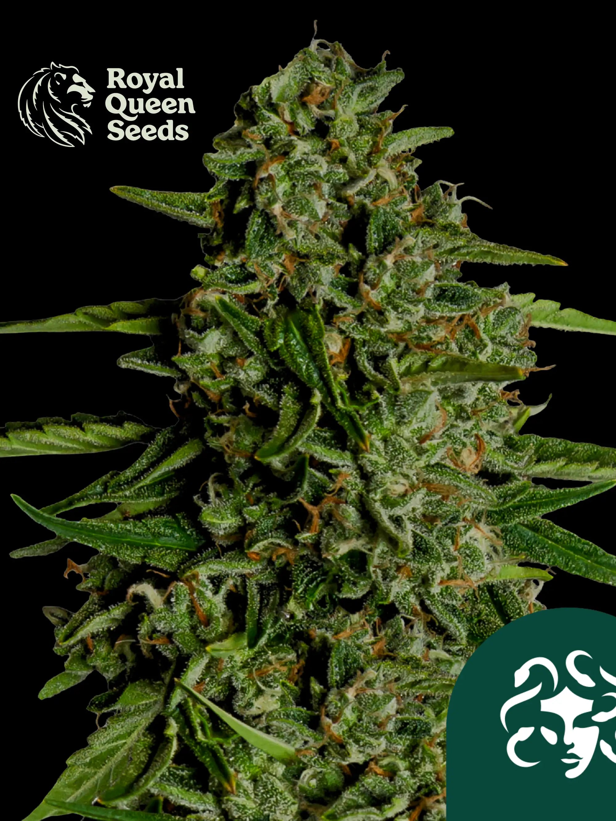 Medusa F1 von Royal Queen Seeds – ausgewogener Autoflower F1 Hybrid mit 20 % THC, fruchtig-würzigem Aroma und stabiler, mittelhoher Struktur ideal für fast growing.