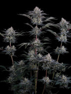 Autoflower Cannabissamen mit kräftigem Wachstum, hoher Ertragsleistung und ausgeprägter Hybridvitalität.
