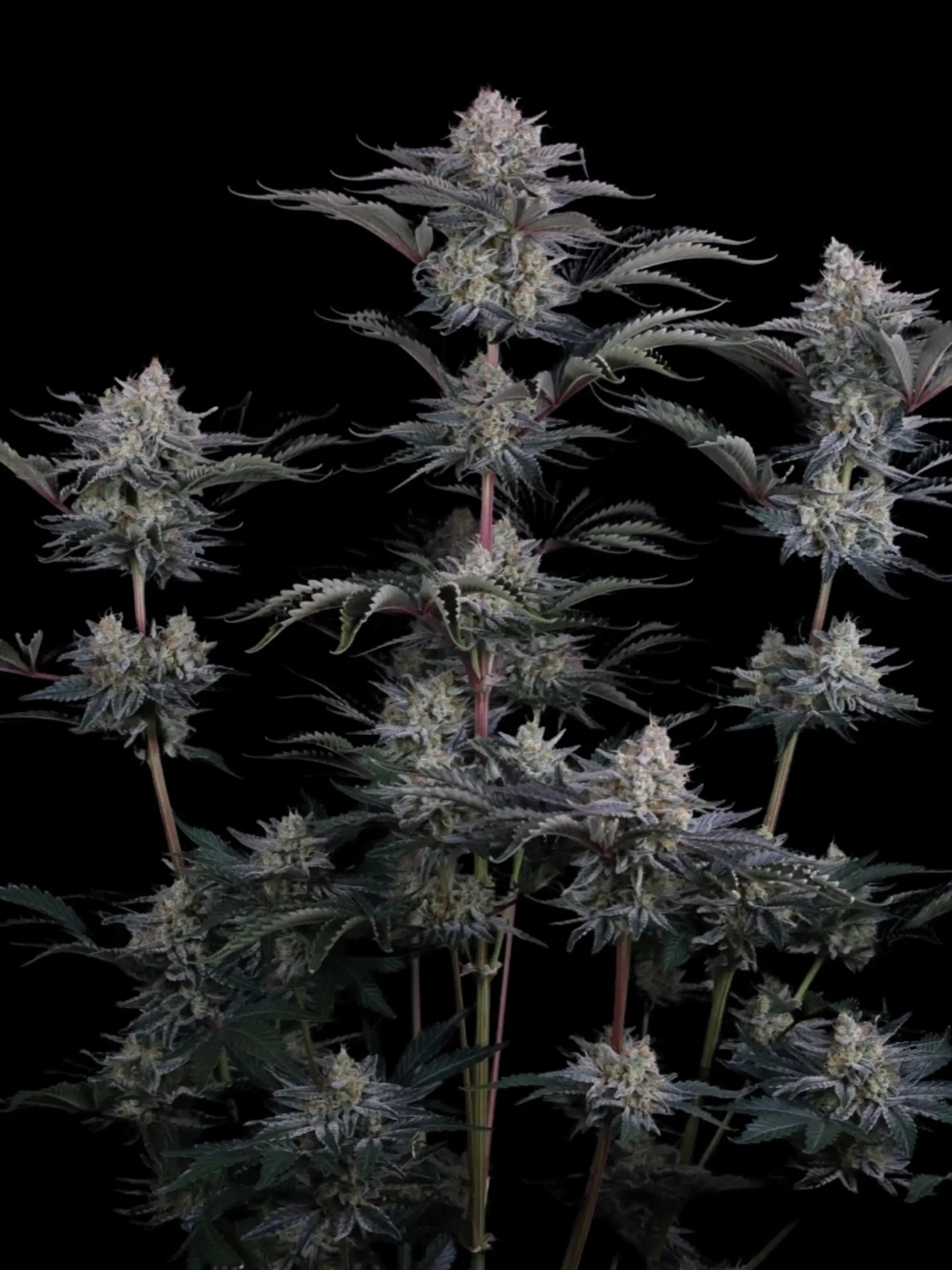 Autoflower Cannabissamen mit kräftigem Wachstum, hoher Ertragsleistung und ausgeprägter Hybridvitalität.
