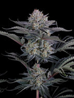 Mendo Frost Auto Autoflower mit intensiven Terpenen, cremig-gasigem Aroma und starker Wirkung.