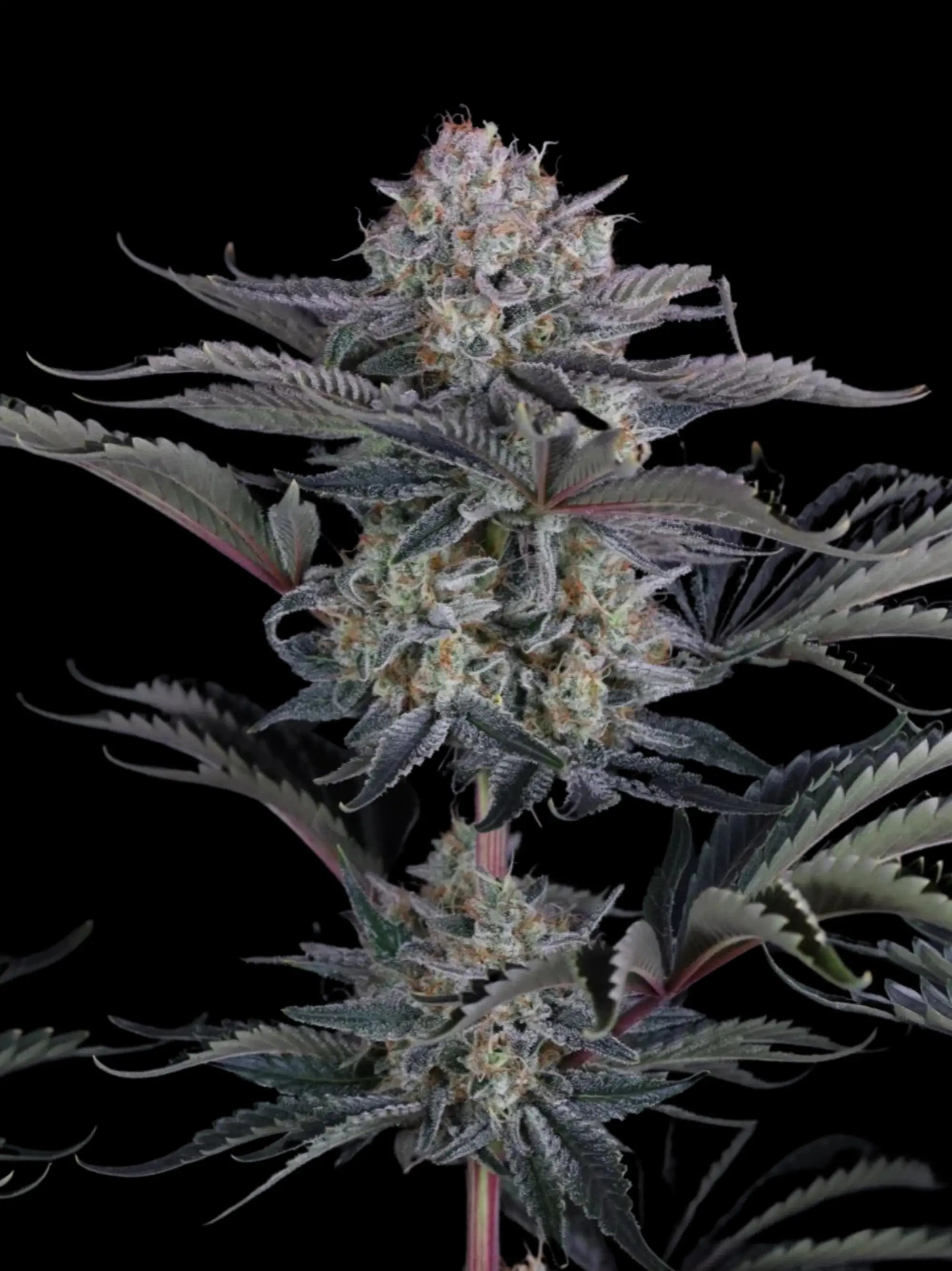 Mendo Frost Auto Autoflower mit intensiven Terpenen, cremig-gasigem Aroma und starker Wirkung.