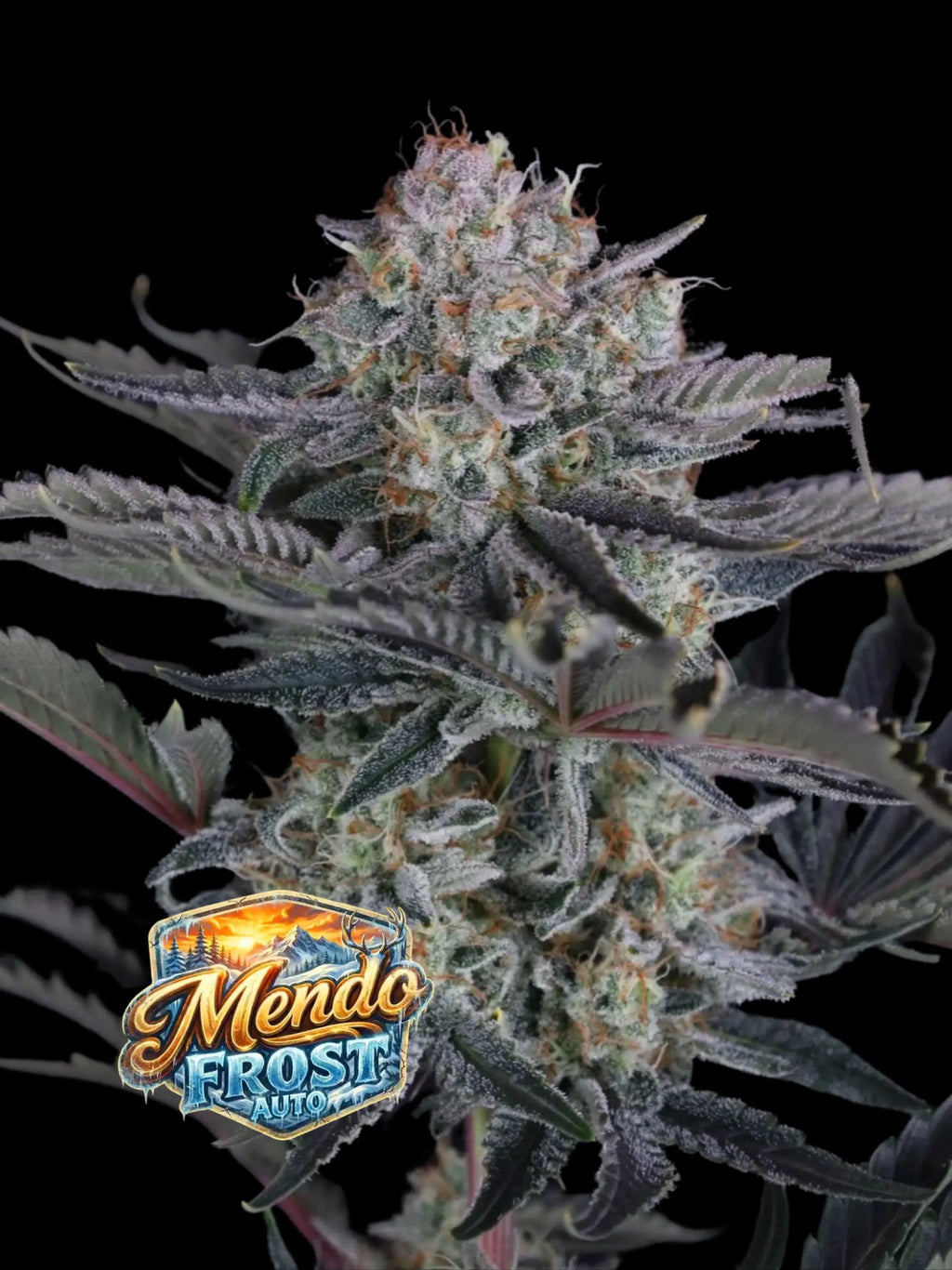 Mendo Frost Auto Cannabissamen mit extrem hoher Potenz, starker Harzproduktion und moderner F1-Genetik.