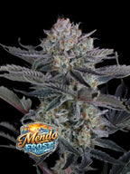 Mendo Frost Auto Cannabissamen mit extrem hoher Potenz, starker Harzproduktion und moderner F1-Genetik.