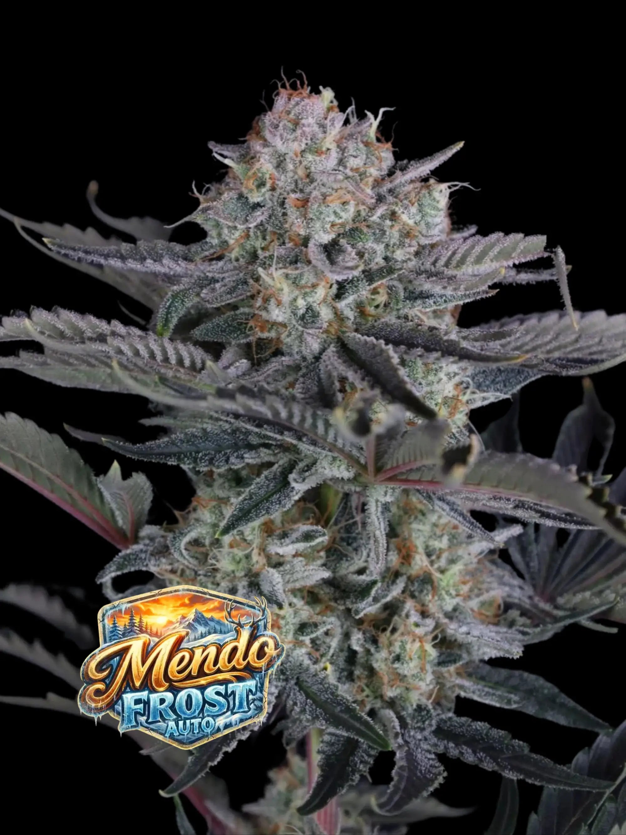 Mendo Frost Auto Cannabissamen mit extrem hoher Potenz, starker Harzproduktion und moderner F1-Genetik.