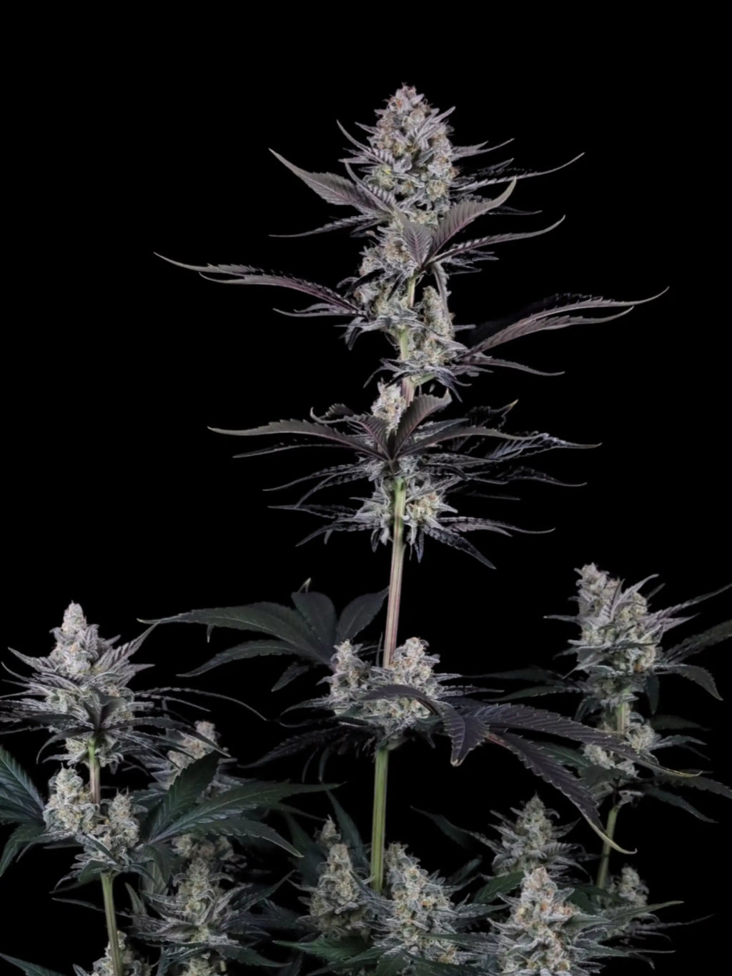 Autoflower Cannabissamen mit exotischem Guava-Profil, dichter Trichombildung und moderner Hybridkraft.