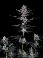 Autoflower Cannabissamen mit exotischem Guava-Profil, dichter Trichombildung und moderner Hybridkraft.