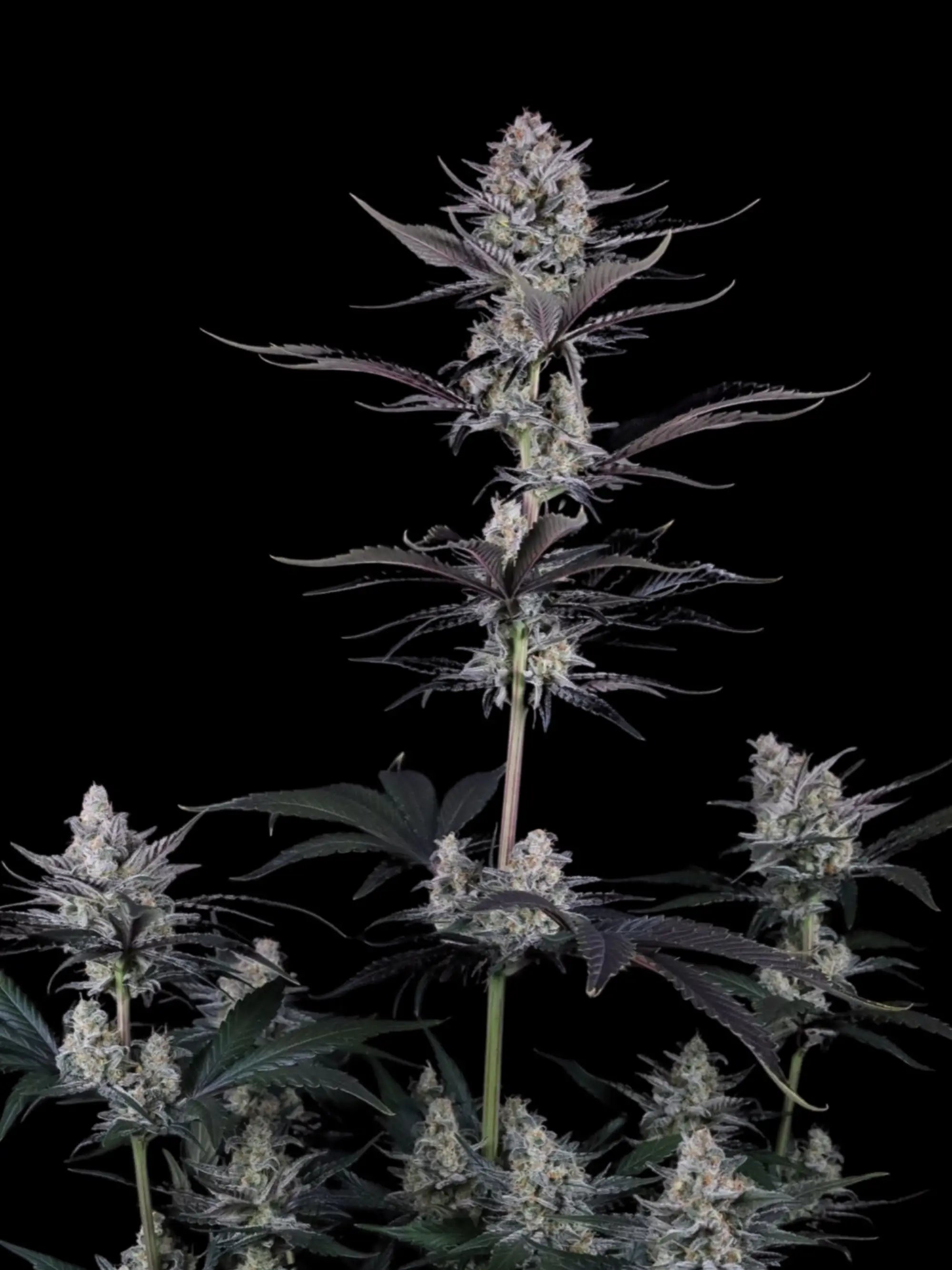 Autoflower Cannabissamen mit exotischem Guava-Profil, dichter Trichombildung und moderner Hybridkraft.