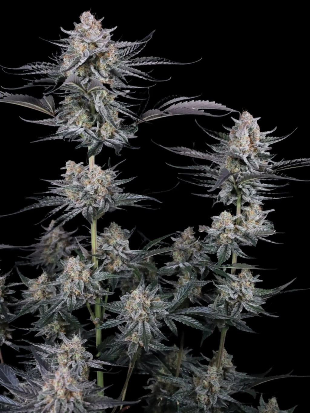Mendo Guava Auto Autoflower mit cremig-fruchtigem Aroma, hoher Harzproduktion und ausgewogener Wirkung.