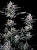 Mendo Guava Auto Autoflower mit cremig-fruchtigem Aroma, hoher Harzproduktion und ausgewogener Wirkung.