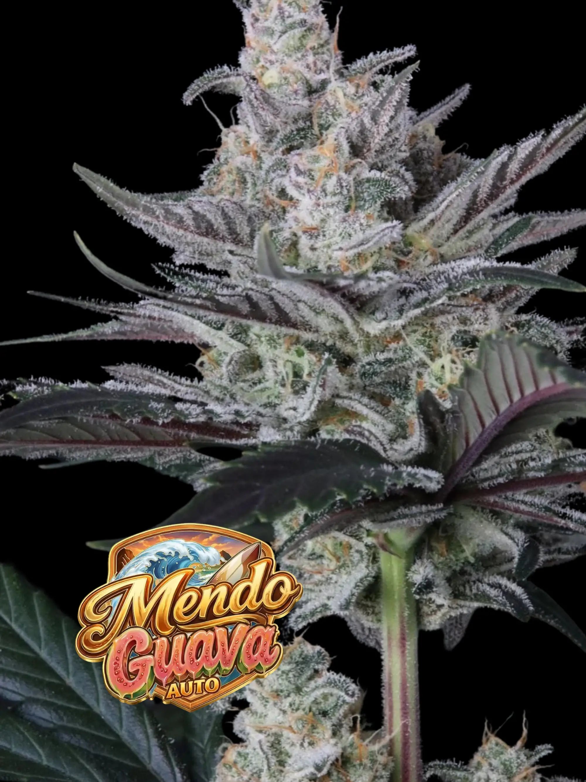 Autoflower Cannabissamen mit kompakter bis mittlerer Wuchshöhe, stabiler Struktur und starker Ertragsleistung.