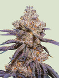 Mexican Rush Auto Cannabissamen von Royal Queen Seeds, sativa-dominierte Autoflower mit kräftigem Wuchs