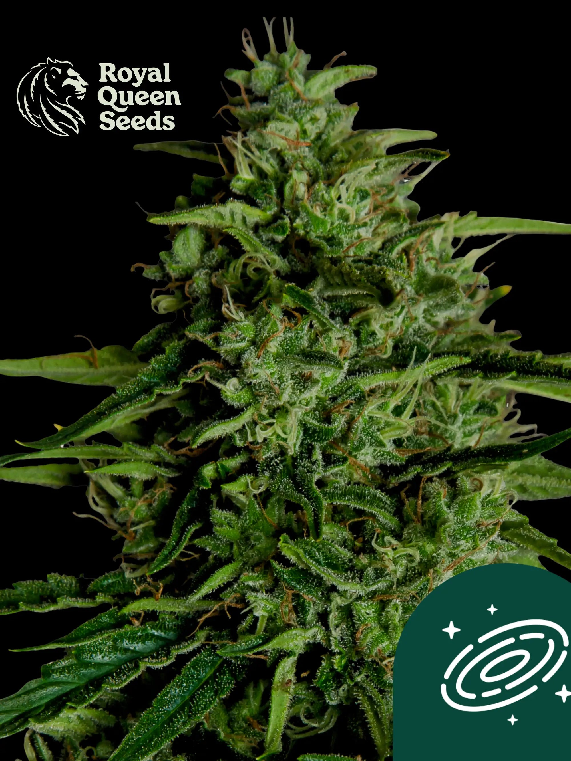 Milky Way F1 von Royal Queen Seeds – kompakter Autoflower F1 Hybrid mit 22 % THC, skunkig-zitrischem Aroma und hoher Harzproduktion.