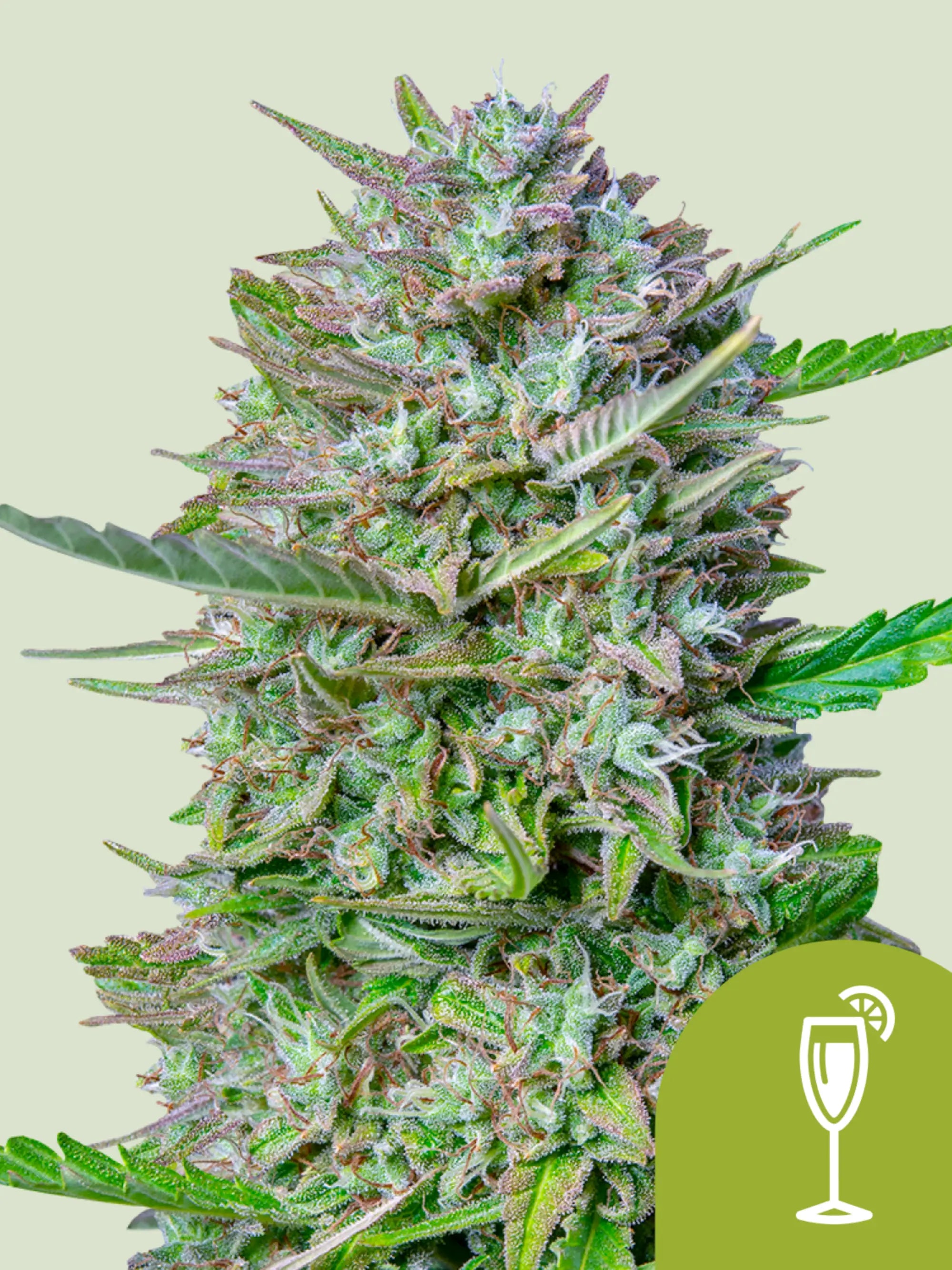 Mimosa Auto Cannabissamen von Royal Queen Seeds, sativa-dominierte Autoflower mit Zitrusaroma