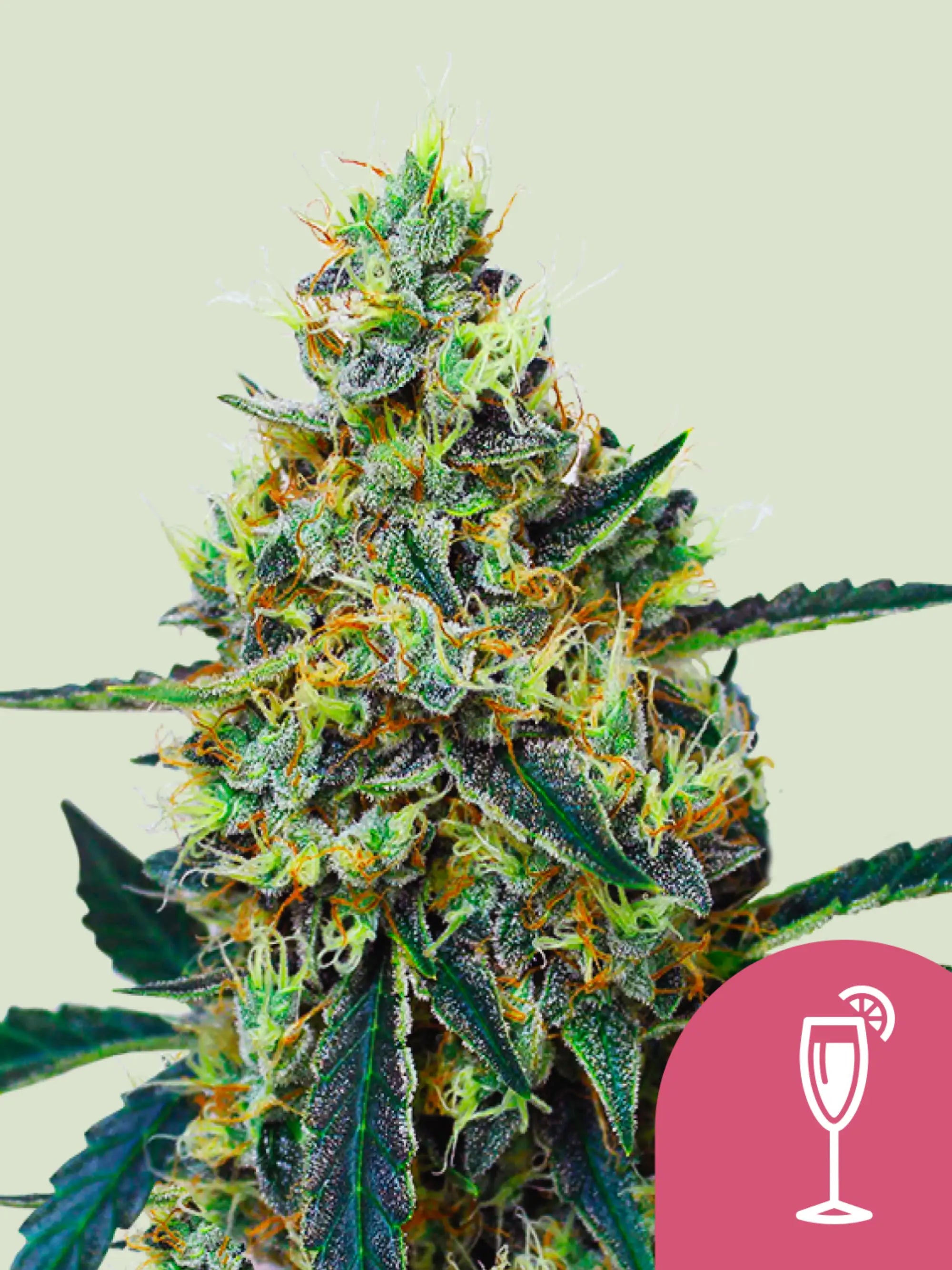 Mimosa von Royal Queen Seeds – sativa-dominante Sorte mit fruchtigem Zitrusaroma.