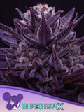 Imperium X Cannabissamen von Anesia Seeds – Sammler- und Souvenirprodukt
