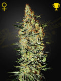Neville’s Haze von Green House Seed Co. für Sammlerzwecke