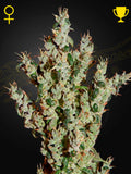 NL5 Haze Mist Cannabissamen von Green House Seed Co. – Sammler- und Souvenirprodukt