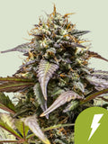 North Thunderfuck Auto Cannabissamen von Royal Queen Seeds, sativa-dominierte Autoflower mit Zitrus- und Kiefernaroma