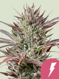 North Thunderfuck von Royal Queen Seeds – Indica-dominante Sorte.