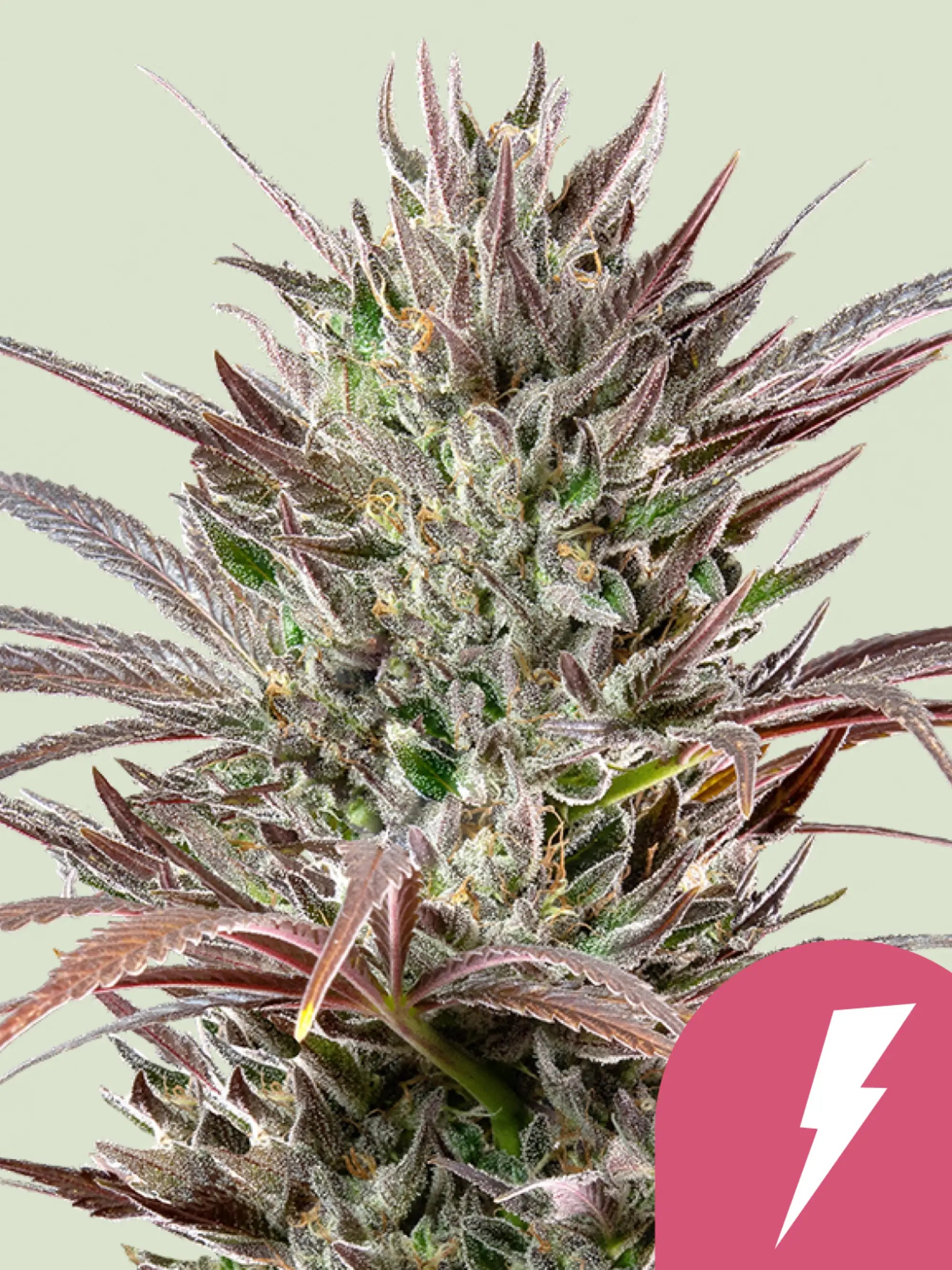 North Thunderfuck von Royal Queen Seeds – Indica-dominante Sorte.