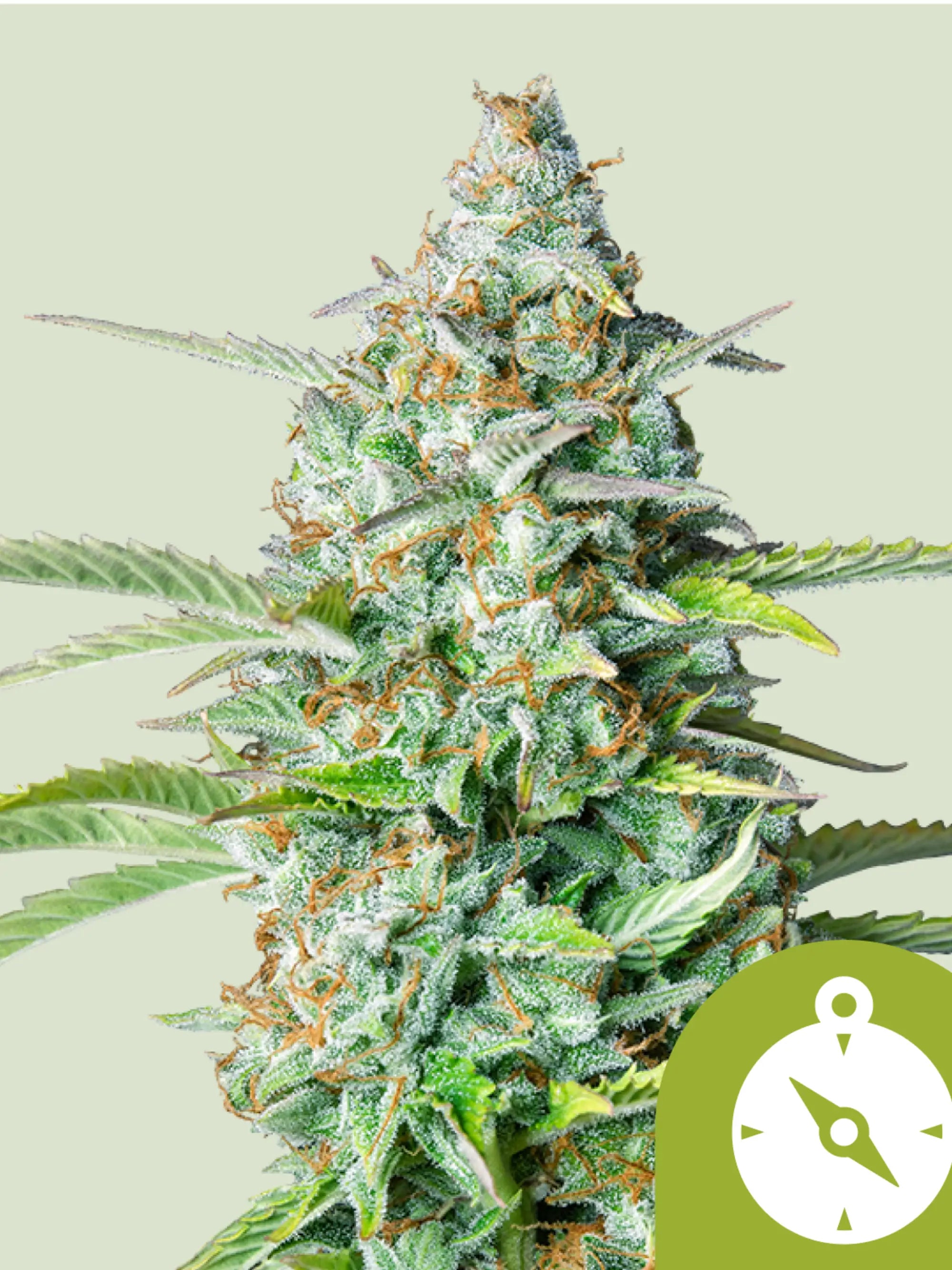 Northern Light Auto Cannabissamen von Royal Queen Seeds, indica-dominierte Autoflower mit klassischem süß-erdigem Aroma