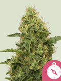 Northern Light S1 – legendäre Indica-Genetik von Royal Queen Seeds zur Sammlung