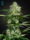 Northernlight Auto Cannabis Samen von Green House Seed Co. – schnellblühende Autoflower-Sorte mit süß-würzigem Aroma, kompaktem Wuchs und hohen Erträgen; ideal für Sammler klassischer Indica-Genetik.