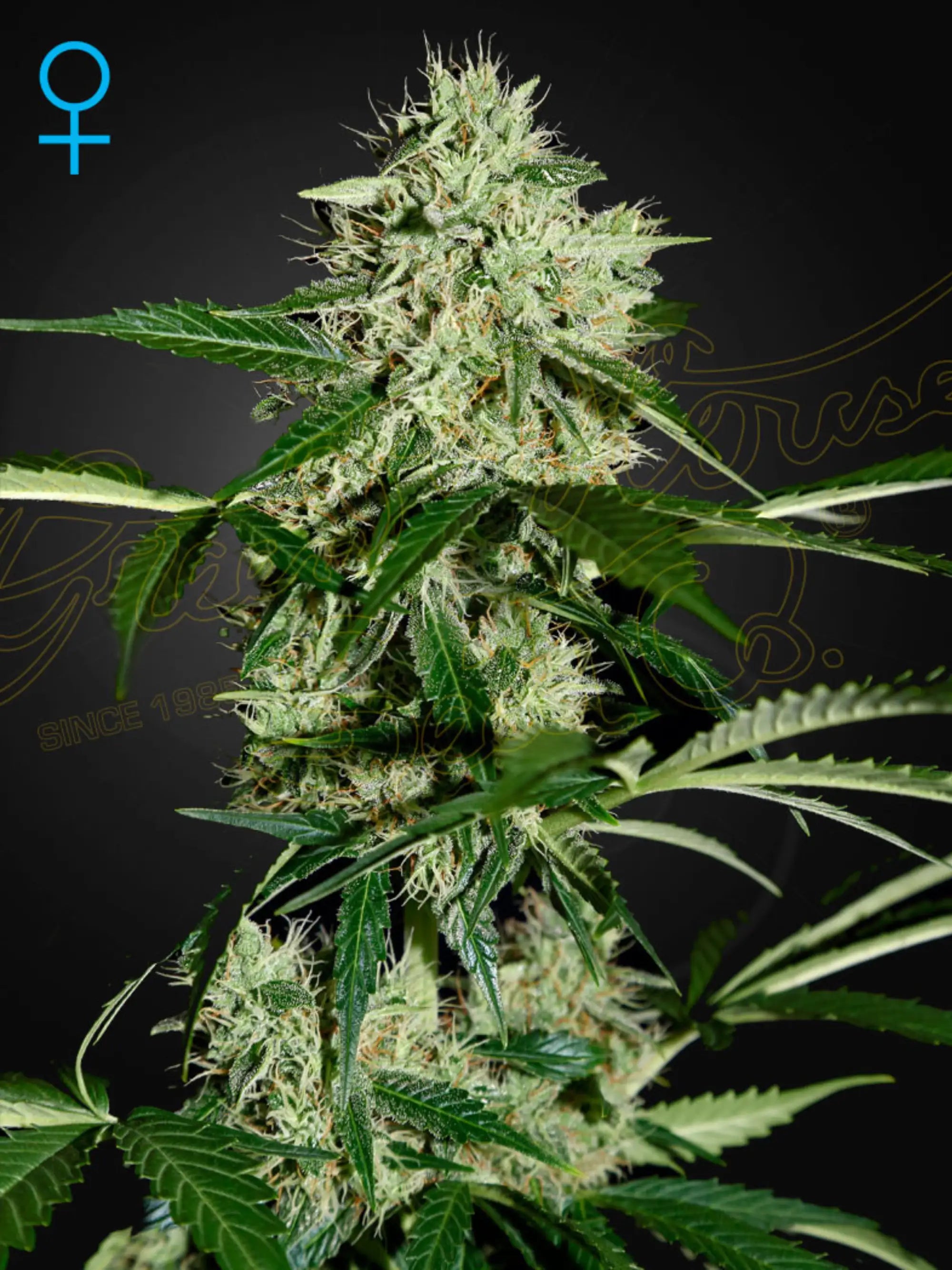 Northernlight Auto Cannabis Samen von Green House Seed Co. – schnellblühende Autoflower-Sorte mit süß-würzigem Aroma, kompaktem Wuchs und hohen Erträgen; ideal für Sammler klassischer Indica-Genetik.