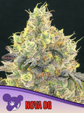 Nova OG feminisierte Cannabissamen von Anesia Seeds zur Sammlung genetischer Vielfalt.